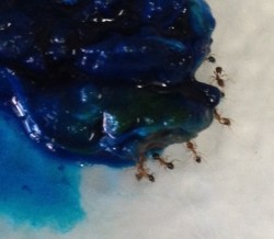 Red cordial didn't make them red, but blue food colouring did make the ant's tummies go blue.