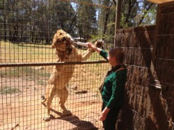 Nana Lesley feeding the lion at the zoo - no grandchildren here