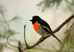 Image of a Scarlet Robin