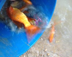 Rescuing goldfish from a drying dam made a good story for Twitter and Facebook