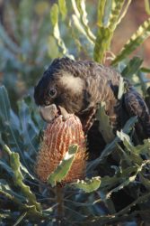 Young black cockatoo feed on a banksia flower