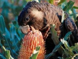 Photo credit Marg Owen Underwood Bushland - young female black cockatoo sipping banksia nectar