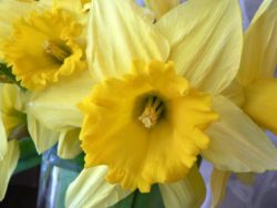 Daffodils are one of the most glorious of spring flowers
