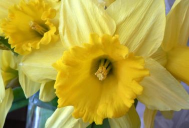 Daffodils are one of the most glorious of spring flowers