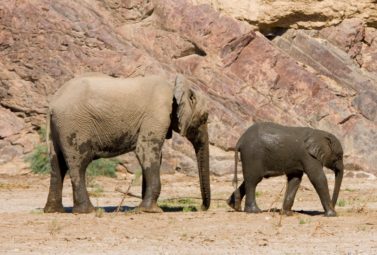 Elephants in the deserts of Namibia on the Skeleton Coast