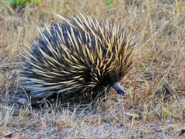 Where's the Spiky Echidna? A Read Aloud story for 3 to 5 year olds ...