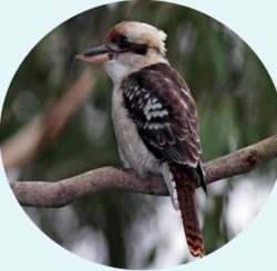 This Kookaburra laughs and teases my Dog