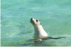 A baby seal who features in one of our stories