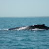 Humpback Whale in Broome