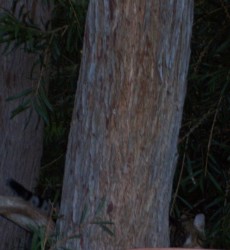 Splinter - caught lurking behind the possum tree in the night.- years later.