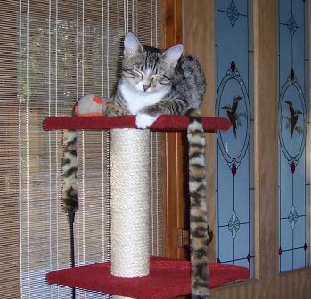 As a kitten, Splinter climbed on everything