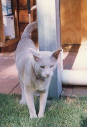 Teng Sing Tung - My beautiful Tonkinese