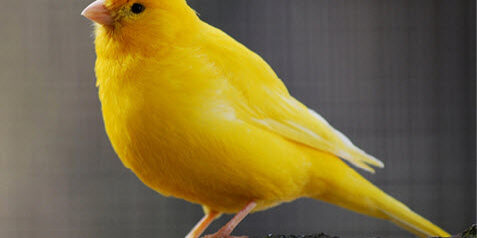 Fixed incomes can usually afford a canary.