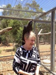 Nana Lesley Dewar writes about black cockatoos for her grandchildren